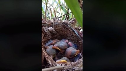 Newborn baby birds sleeping