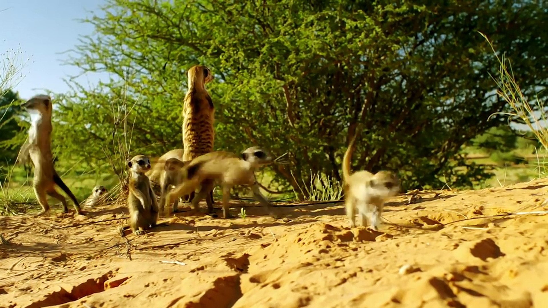 Vietsub - Englishsub Wearable Camera Reveals Newborn Meerkats