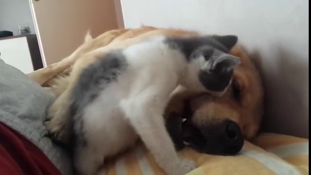 Morsures... d'un chaton sur ce gros chien qui dort !! Trop mignon