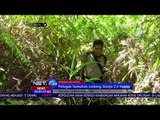 Petugas Temukan Ladang Ganja 2,5 Hektar-NET24