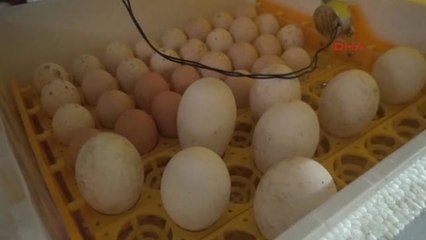 Aydın-Hobisinden Para Kazanmaya Başladı