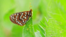 How to Save a Butterfly (Sex, Lies and Butterflies) - PBS Nature