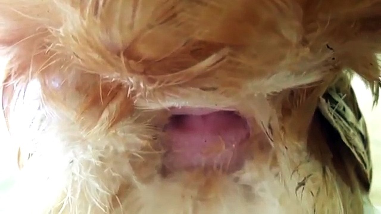 Hen give egg vedio