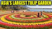 Tulip Garden in Kashmir, Asia's largest Tulip garden opens for visitors; Watch Video | Boldsky