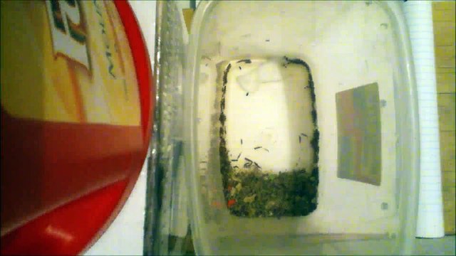 Dermestids Attagenus Unicolor #1818-1