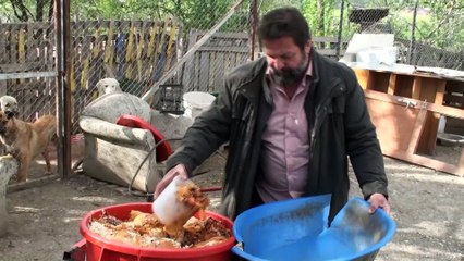 Kendisini koruyan köpeklerin gönüllü bakıcısı oldu - TOKAT