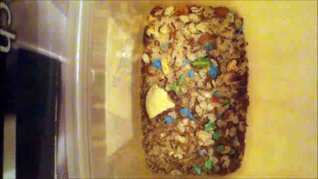 Dermestids Attagenus Unicolor #2028-1