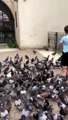 Ce gamin nourrit des centaines de pigeons