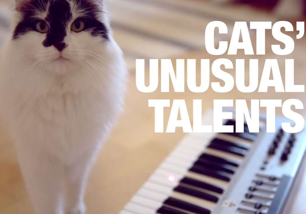 Things You Didn't Know Cats Could Do