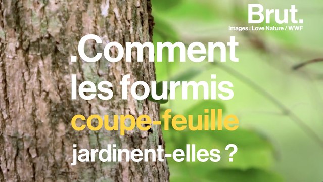 Les fourmis coupe-feuille pratiquent l'agriculture