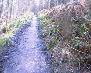 Let's Explore The AOKIGAHARA Forest (Part 1)