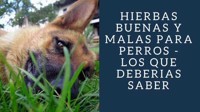 Hierbas Buenas y Malas Para Perros - Los Que Deberias Saber
