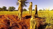 Kalahari Meerkats: Meet The Gosa Gang [Desert Wildlife Documentary] | Wild Things
