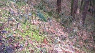 Let's Explore The AOKIGAHARA Forest (Part 2)