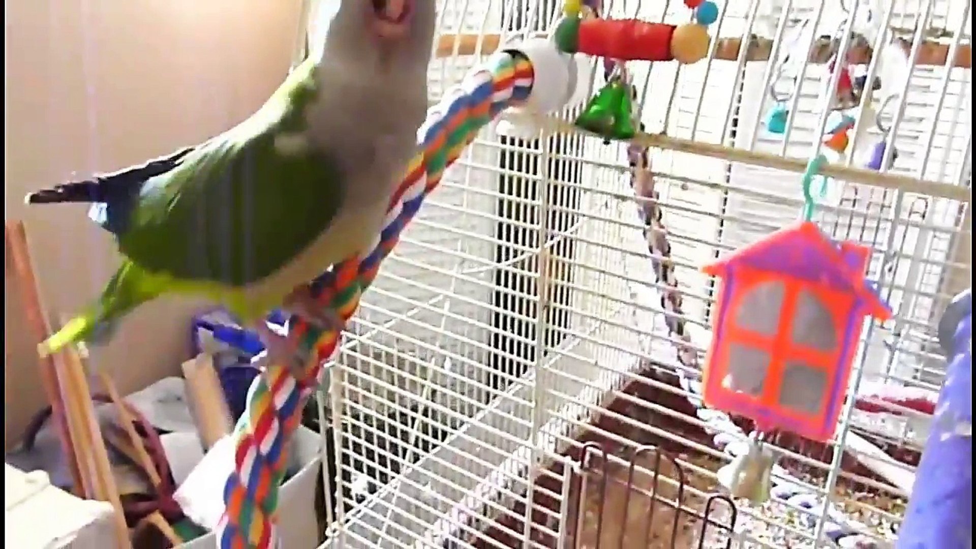 Everything about Quaker - Medium Parakeets