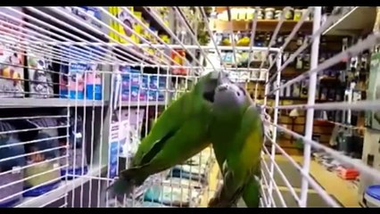Everything about Derbyan - Large Parakeets