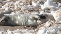 Sunbathing seals inaugurate beach season