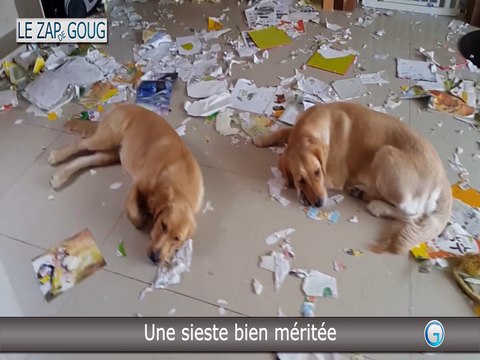 ZAP funny, fails, choc & INSOLITE - LE ZAP DE GOUG N°13