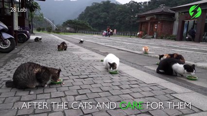Un village rempli de chats à Taïwan. Impressionnant