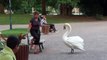 Ce chien ne fait pas le poids face à un cygne géant