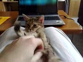 Petite tigresse en quête de nom