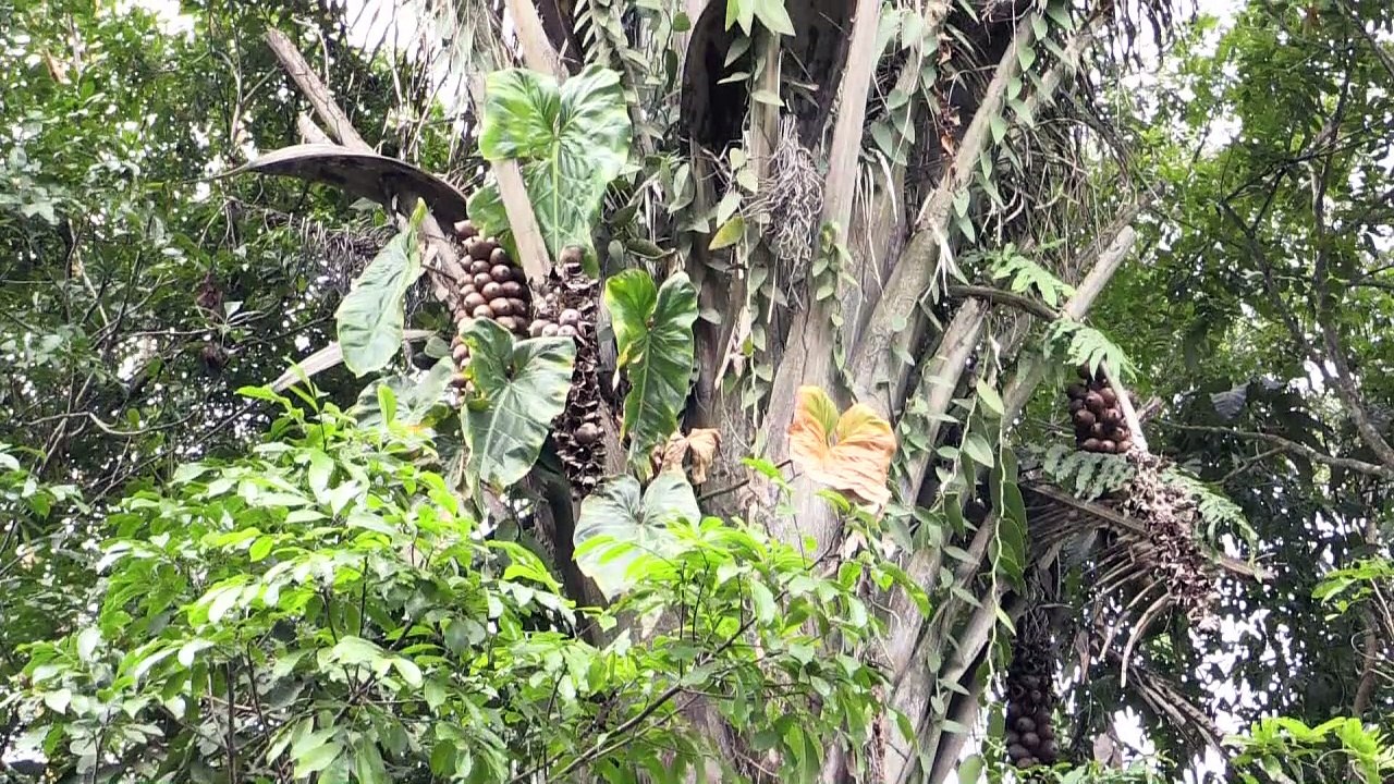 Pantanal -  das weltgrößte sumpfgebiet in gefahr