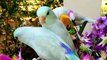 Everything about Parrotlets - Small Parrots