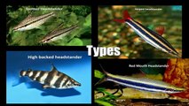 Everything about Headstander fish - [Caring-Breeding-Feeding-Types]