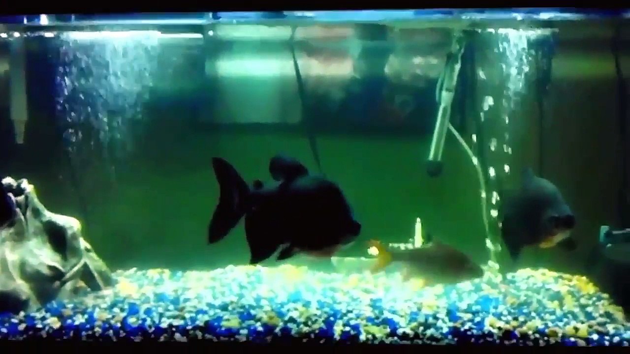 Everything about Pacu - [Caring-Feeding-Breeding]