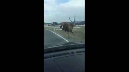 Impressionnant : un cerf traverse juste devant une voiture