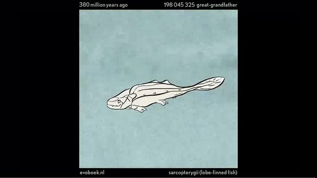 L'evoluzione dell'uomo