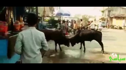 Watch what happens to this man who intervenes between bulls' fight