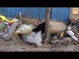 Beijing trash