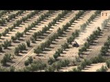 Spain's Olive Farmers Feel The Pressure | FT World