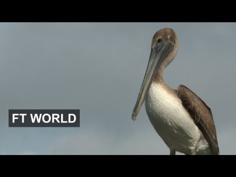 BP trial to release dollars and data