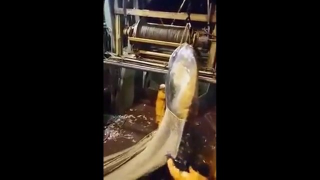 Des pêcheurs attrapent un poisson immense dans leur filet