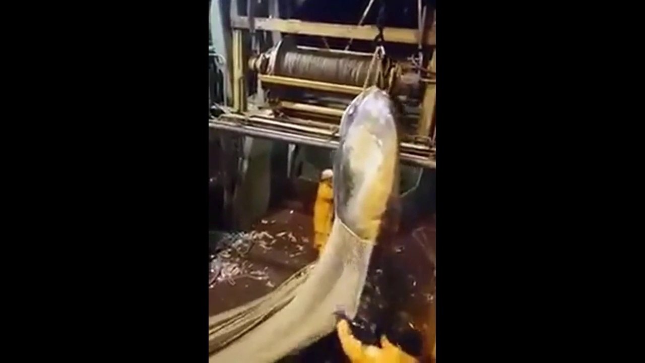 Des pêcheurs attrapent un poisson immense dans leur filet