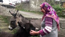 Geçimini eşek sütü satarak sağlıyor - ZONGULDAK