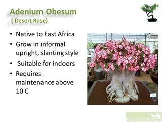 Different Species of Bonsai Plants