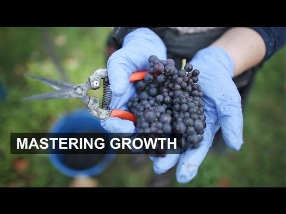 Vineyards invest to meet demand