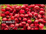 US agriculture: radishes to the rescue