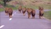 safari aracını takip eden korkunç aslan sürüsü | terrible lion trail following safari