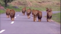 safari aracını takip eden korkunç aslan sürüsü | terrible lion trail following safari