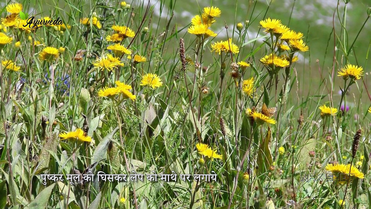 Home remedies for Headache सिरदर्द दूर करने के लिए घरेलू नुस्खे Ayurveda   The Science Of life