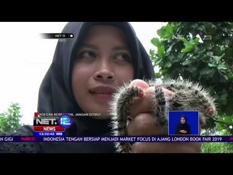 Gadis Ulat Bulu, Yuli Sudah Bermain Ulat Bulu Sejak Kecil -NET12