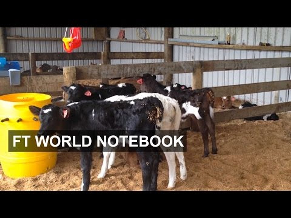 New Zealand dairy sector sours as milk boom end...