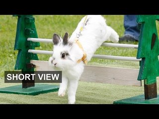 A bunny market — bears and bulls beware | Short View