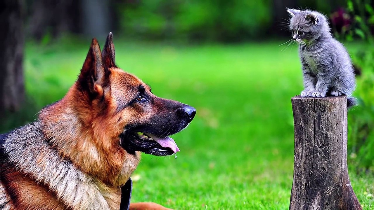 Un Guide Complet Pour Trouver le Chien Qui te Correspond le Mieux