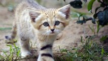 Turns Out There’s A Species Of Wild Cat Whose Adults Look Like Kittens Their Entire Lives