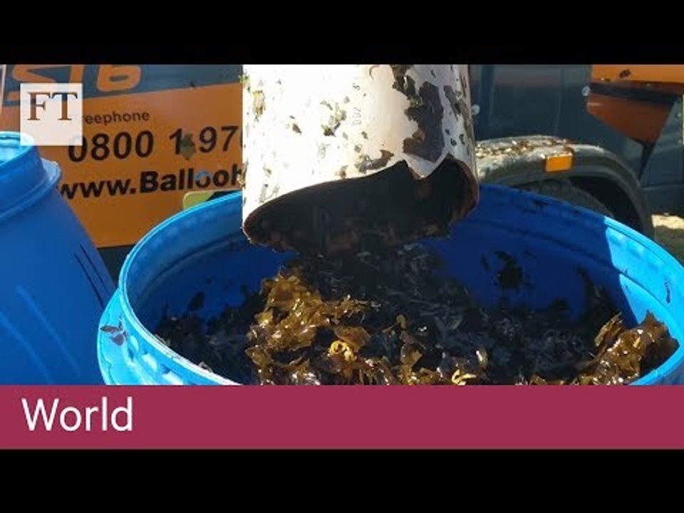 Rich harvest from ocean as seaweed yields biofuel bonus